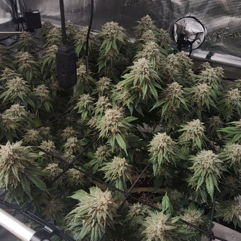 Humboldt Orange Creampop #1 growlog timeline photo