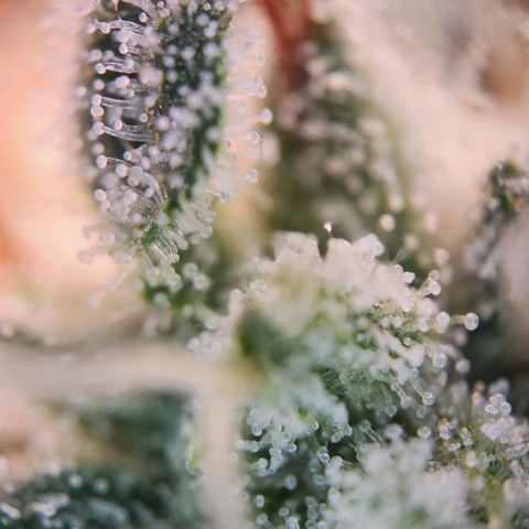 Humboldt Orange Creampop #1 growlog timeline photo