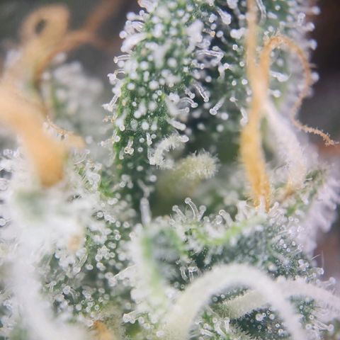 Humboldt Orange Creampop #1 growlog timeline photo