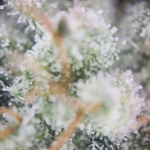 Humboldt Orange Creampop #1 growlog timeline photo