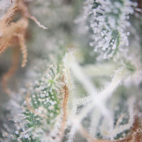 Humboldt Orange Creampop #1 growlog timeline photo