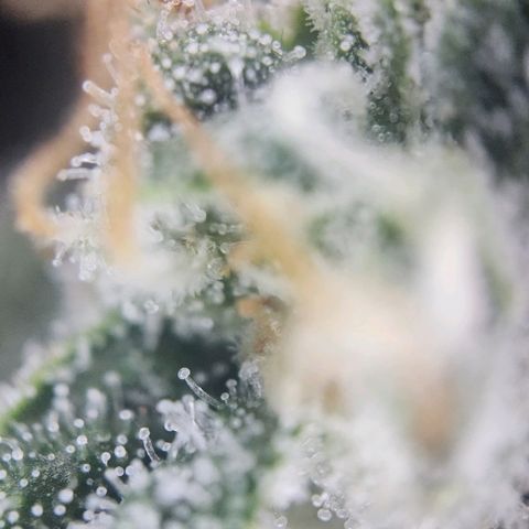 Humboldt Orange Creampop #1 growlog timeline photo