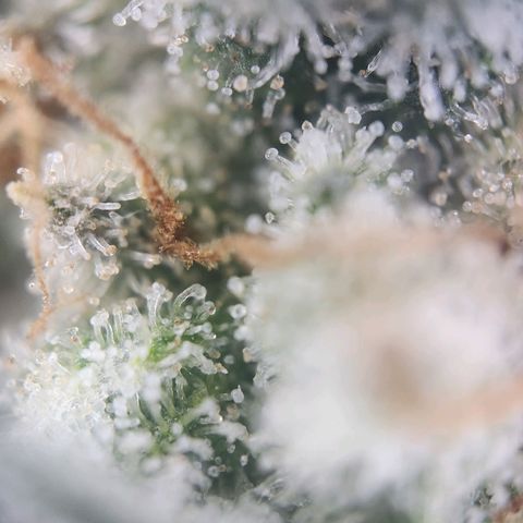 Humboldt Orange Creampop #1 growlog timeline photo