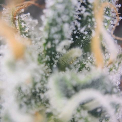Humboldt Orange Creampop #1 growlog timeline photo