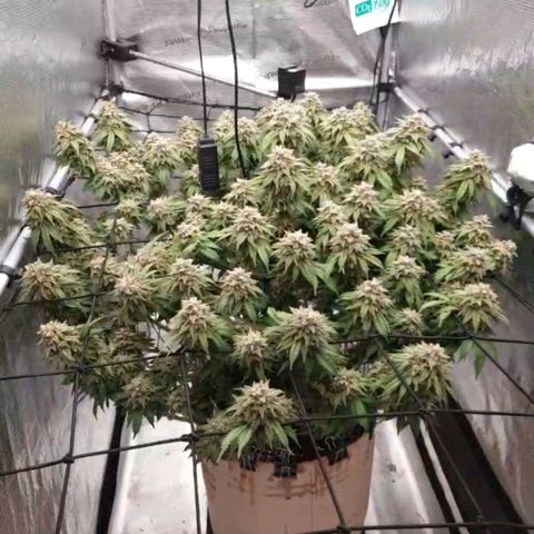 Humboldt Orange Creampop #1 growlog timeline photo