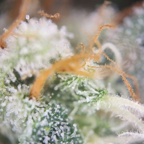 Humboldt Orange Creampop #1 growlog timeline photo