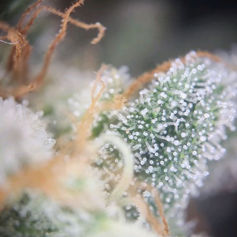 Humboldt Orange Creampop #1 growlog timeline photo