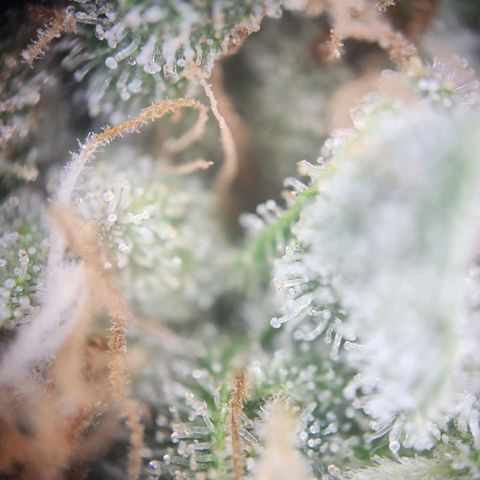 Humboldt Orange Creampop #1 growlog timeline photo