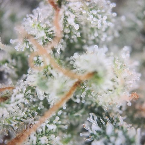 Humboldt Orange Creampop #1 growlog timeline photo