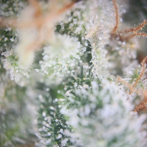 Humboldt Orange Creampop #1 growlog timeline photo