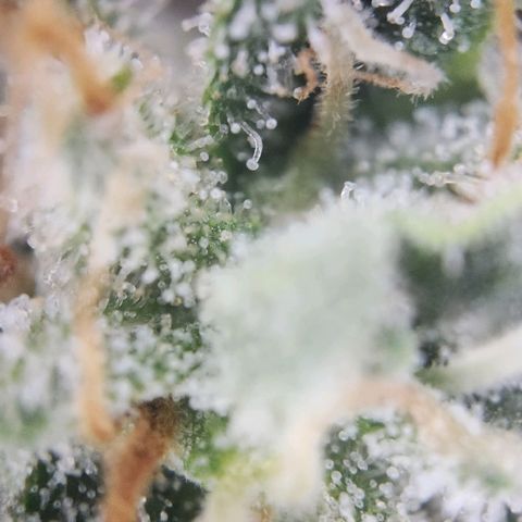 Humboldt Orange Creampop #1 growlog timeline photo