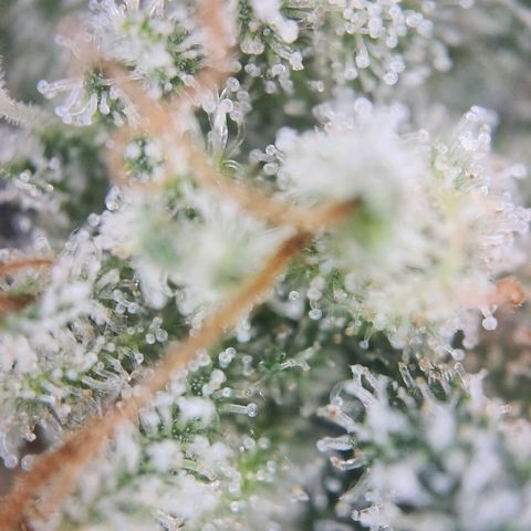 Humboldt Orange Creampop #1 growlog timeline photo