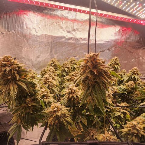 Humboldt Orange Creampop #1 growlog timeline photo