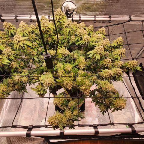 Humboldt Orange Creampop #1 growlog timeline photo