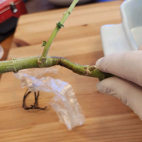Humboldt Orange Creampop #1 growlog timeline photo
