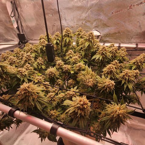 Humboldt Orange Creampop #1 growlog timeline photo
