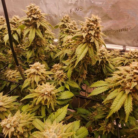 Humboldt Orange Creampop #1 growlog timeline photo