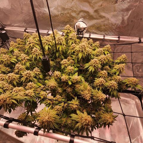 Humboldt Orange Creampop #1 growlog timeline photo