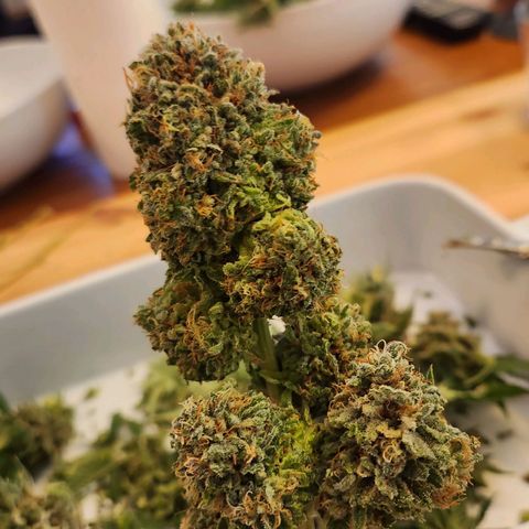 Humboldt Orange Creampop #1 growlog timeline photo
