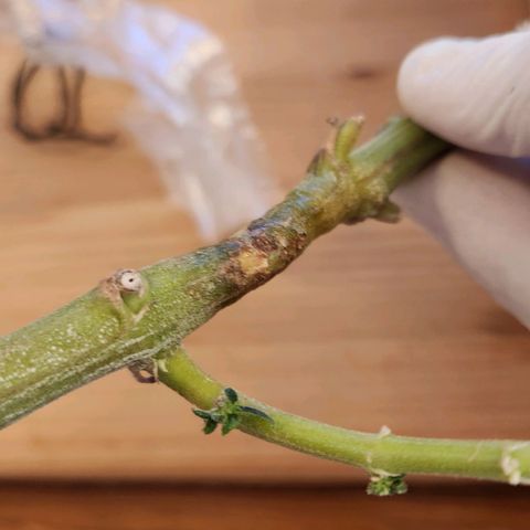 Humboldt Orange Creampop #1 growlog timeline photo
