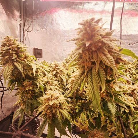 Humboldt Orange Creampop #1 growlog timeline photo