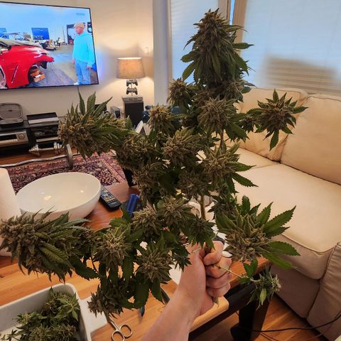 Humboldt Orange Creampop #1 growlog timeline photo
