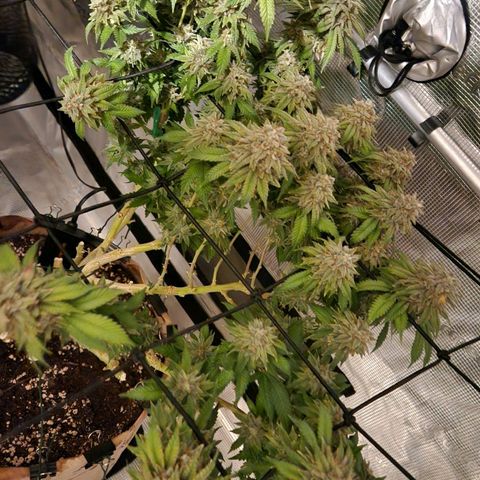 Humboldt Orange Creampop #1 growlog timeline photo