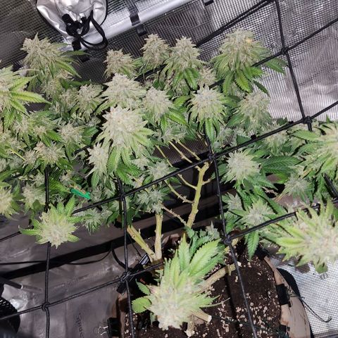 Humboldt Orange Creampop #1 growlog timeline photo