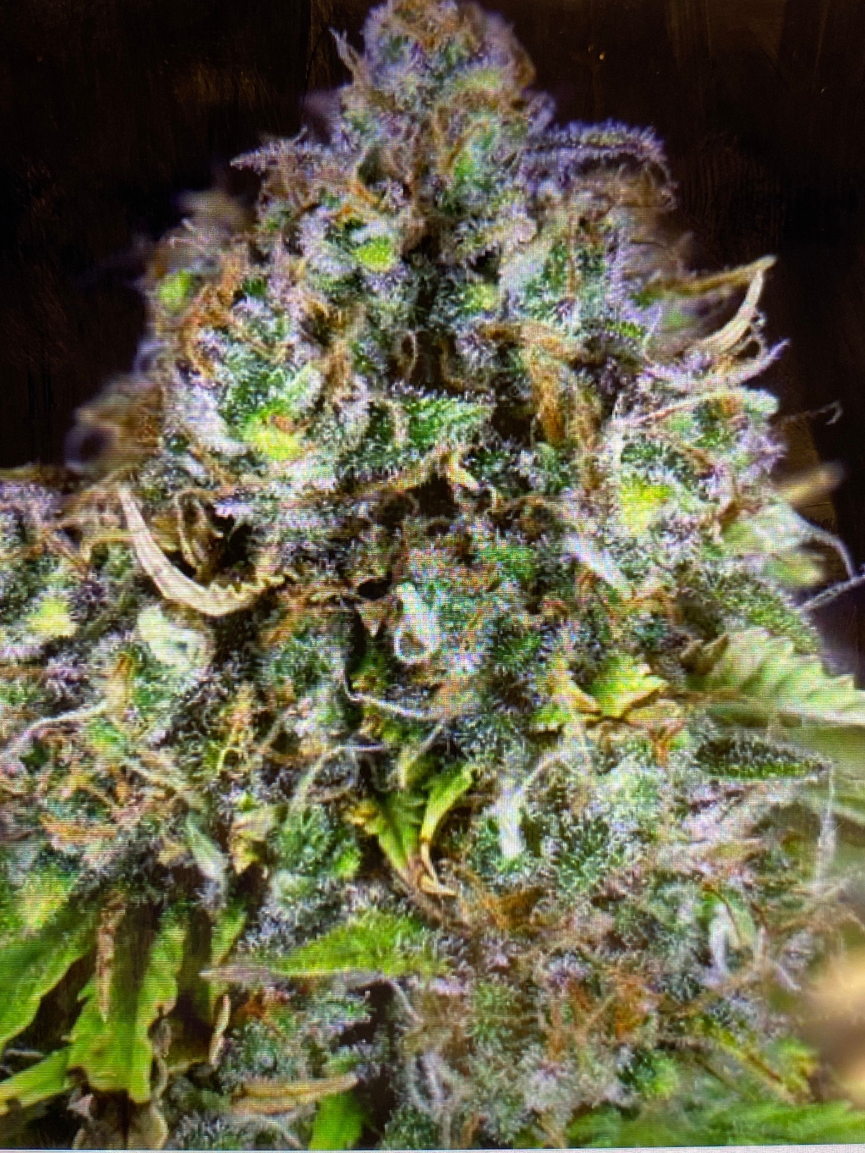 Jack Herer growlog header