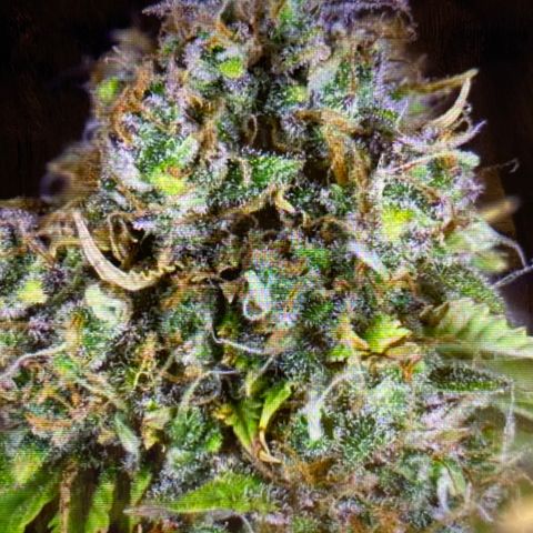 Jack Herer  growlog photo