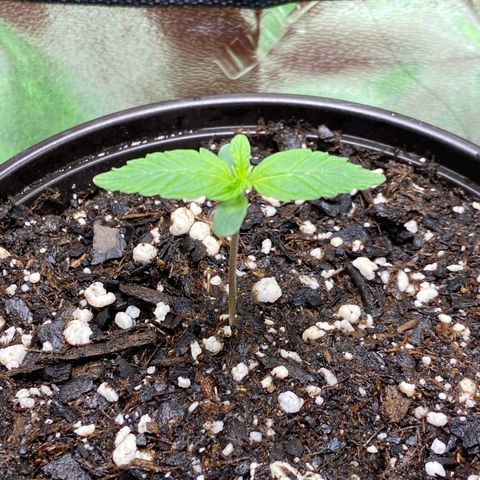 Jack Herer  growlog photo