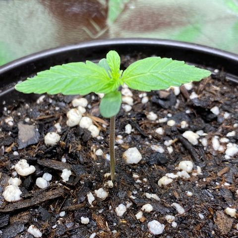 Jack Herer  growlog photo