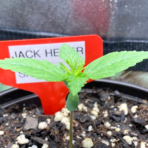 Jack Herer  growlog photo