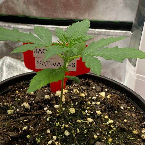 Jack Herer  growlog photo