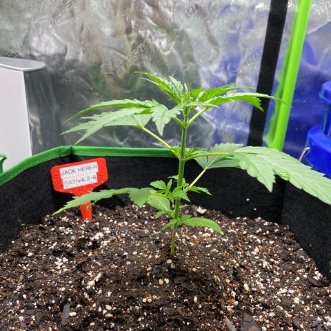 Jack Herer  growlog timeline photo