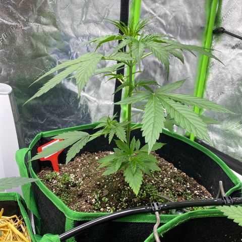 Jack Herer  growlog timeline photo