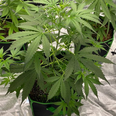 Jack Herer  growlog timeline photo