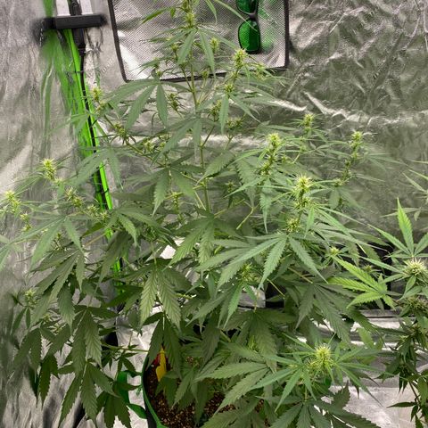 Jack Herer  growlog timeline photo