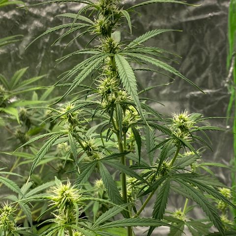 Jack Herer  growlog timeline photo