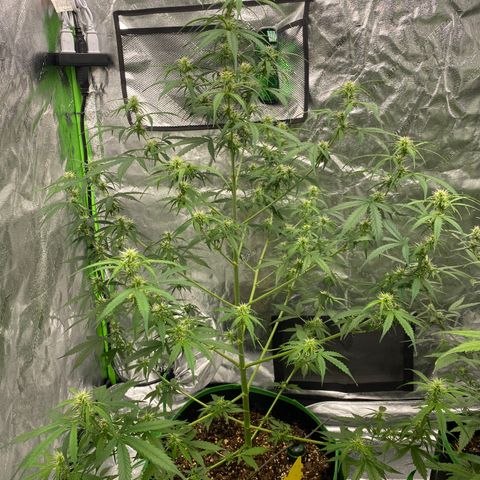 Jack Herer  growlog timeline photo
