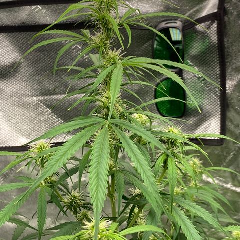 Jack Herer  growlog timeline photo