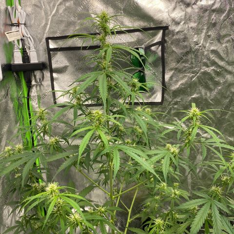 Jack Herer  growlog timeline photo