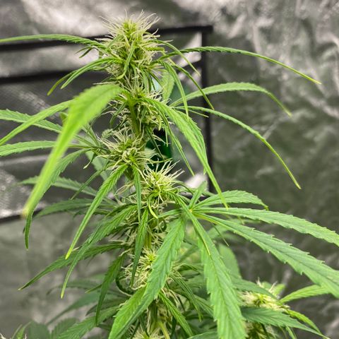 Jack Herer  growlog timeline photo