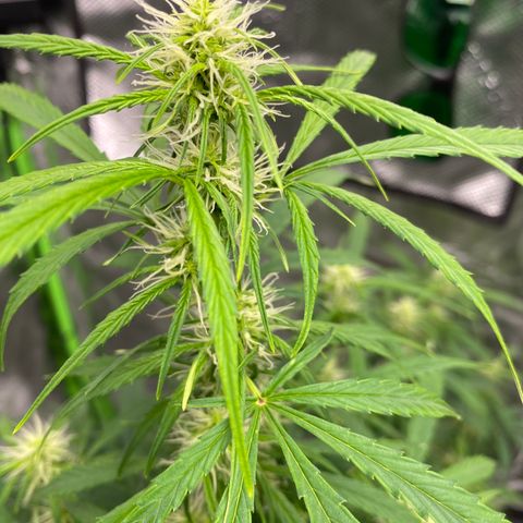 Jack Herer  growlog timeline photo