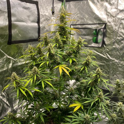 Jack Herer  growlog timeline photo