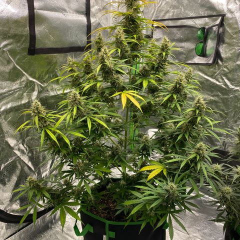 Jack Herer  growlog timeline photo