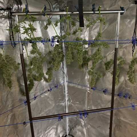 Jack Herer  growlog timeline photo