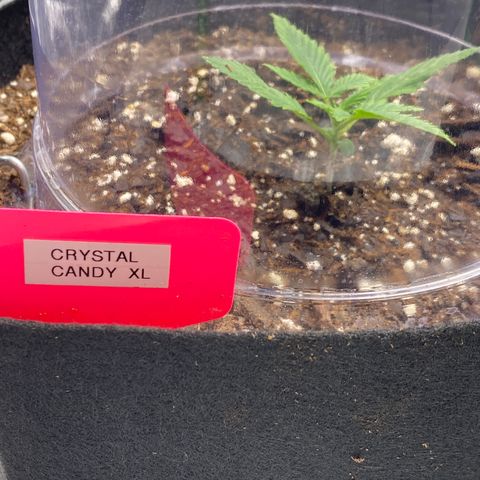 Crystal Candy XL growlog timeline photo