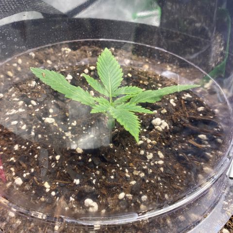 Crystal Candy XL growlog timeline photo