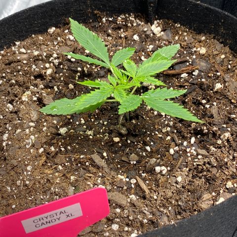 Crystal Candy XL growlog timeline photo